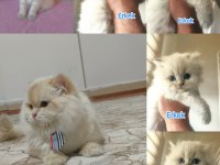 Full Şecereli British Longhair Cy1233 Yetişkin Erkek