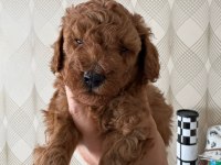 Red poodle bebekler