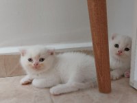 Scottish Fold/ British Shorthair Yavrular