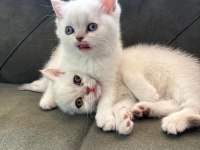 British Longhair 3 aylık dişi
