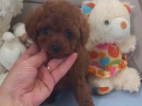 Pafuduk pafuduk poodle yavrular sizleri bekliyor
