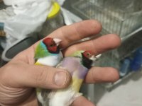 Goldian finch hazır takımlar