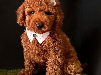 Sevimli Toy Poodle Yavrularımız
