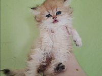 British Longhair Kedisi
