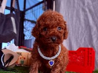 Safkan Toy Poodle Bebekler
