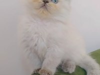 AŞIK OLACAKSINIZ british longhair
