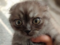 Tatlı yavru scottish fold