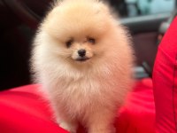 Teddy Pomeranian Boo yavrumuz hazır