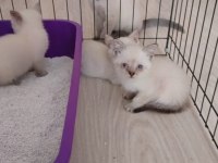 British shorthair Blue Point Yavrular