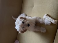 SEVİMLİ DÖRT AYLIK MALTİPOO DİŞİ