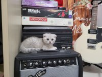 Scottish fold ve british yavru kediler