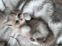 Harika Exotic Shorthair Bebekler