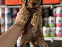 Toy Poodle Kore Kan Yavrularımız İlk Aşıları Yapıldı