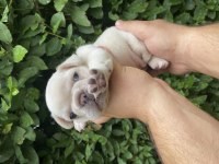 Güncel Kaliteli French Bulldog Yavrular