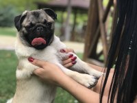 Safkan pug