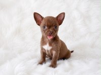 Apple head mini chihuahua