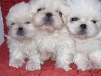 Maltese yavrular