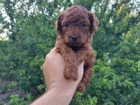 RED BROWN KORE SAFKAN TOY POODLE YAVRULARIMIZ