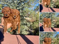 Yine efsane poodle yavrularımız hazır