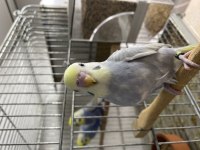 Yeme Düşen Erkek Rainbow Yavru Muhabbet Kuşu