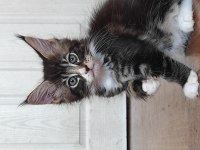 Gift of kings cattery maine coon yavrular