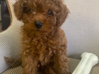 Toy Poodle Yavrularımız Ömürlük Aileleri Bekliyor