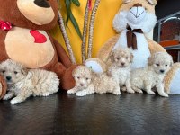 IRK GARANTİLİ MALTİPOO YAVRULARIMIZ