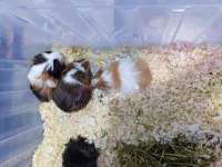 Yavru guinea pig