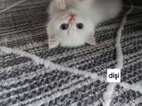 Efsane güzellikte british shorthair bebekler