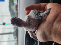 Conure parrot