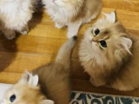 British longhair Ny 11 ve Ny12