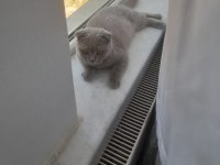 Scottish fold dişi yavru