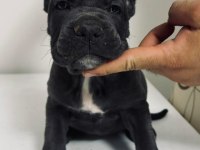 Cane Corso Yavru