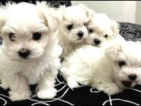 0 Numara Maltese Bebeklerimiz