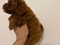 Kore kan poodle yavrular