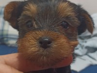Yorkshire terrier bebeklerimiz sahiplendirilecektir