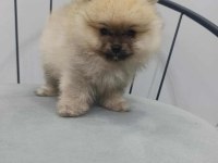 Pomeranian boo köpeklerimiz