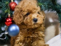 YENİ YILA YENİ BİR TOY POODLE DOSTLA BAŞLANGIÇ YAPIN