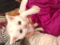 British shorthair yavru 10-15 gün sonra sahiplendireceğiz