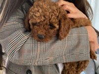 Safkan Toy poodle yavru