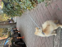 POMERANİAN 9 AYLIK