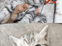 Safkan british shorthair yavrularımız yeni yuvasını arıyor
