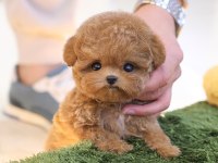 En Akıllı Ve Tatlı Toy Poodle Bebeklerımız