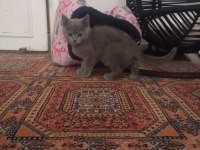 Minik erkek ve beyaz melek kedimiz