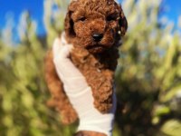 Toy Poodle Sahibi Olmak İçin Süper Fırsat