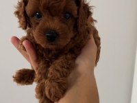 Teacup Toy Poodle