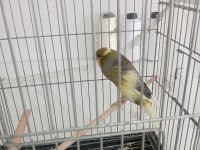 Lanc kırması iri özel kuşlar