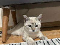 British shorthair 3 aylık