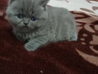 Yavru british kedimiz