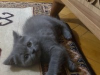 iyi bi aileye gitmesini istiyorum kedimizin